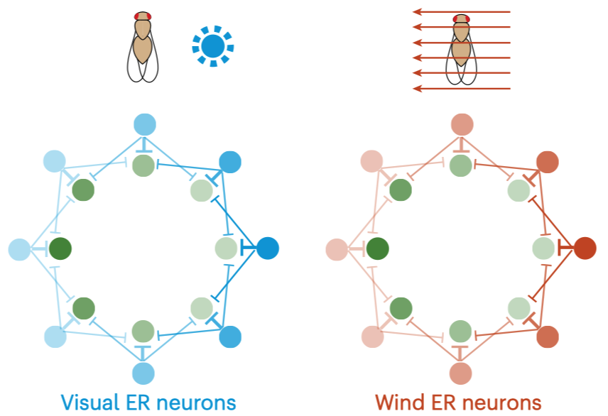 natneuro2025.png